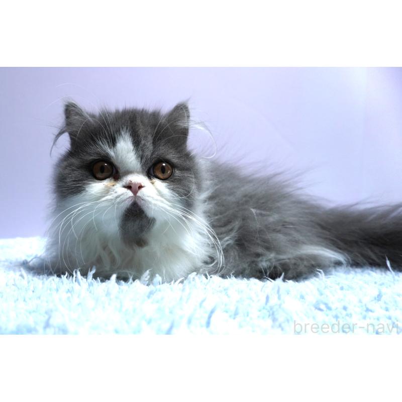 販売中の群馬県のミヌエット(短足)-130798