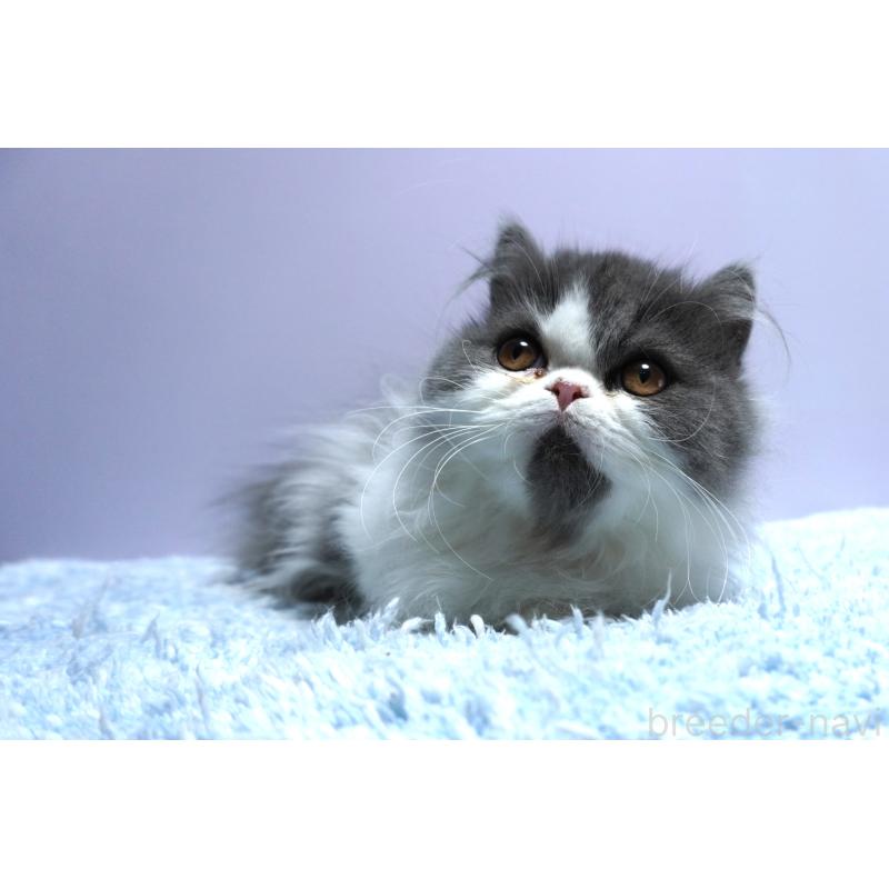 販売中の群馬県のミヌエット(短足)-130798の4枚目