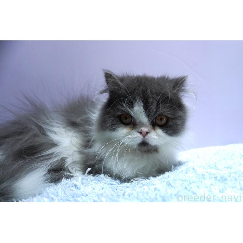 販売中の群馬県のミヌエット(短足)-130798の3枚目