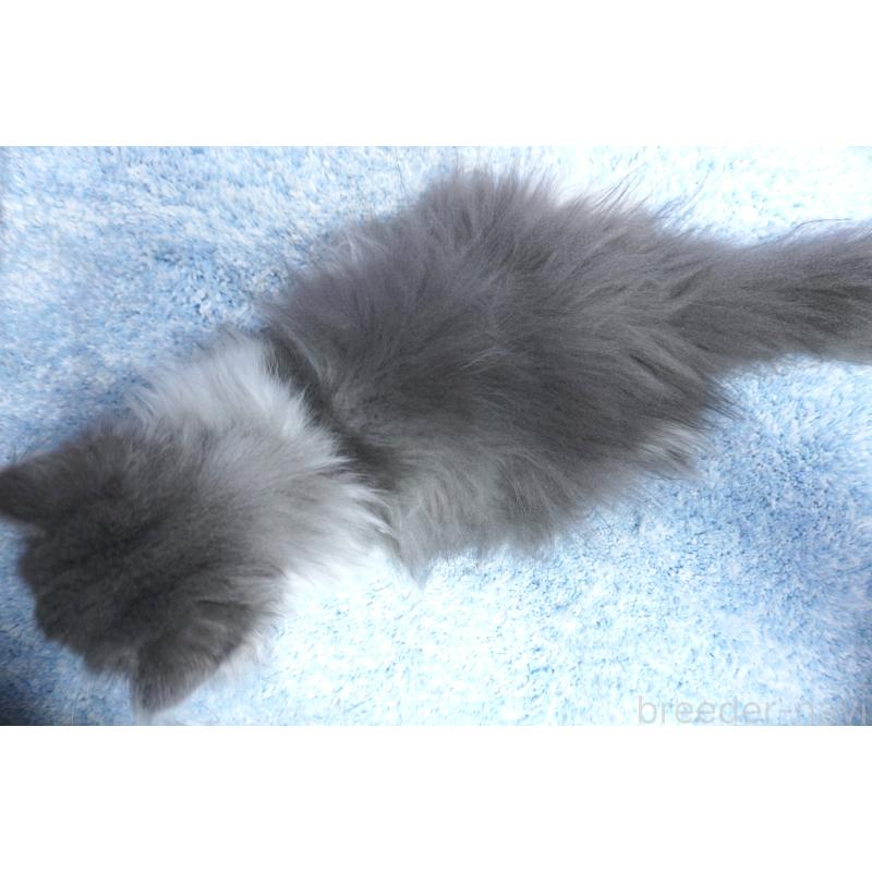 販売中の群馬県のミヌエット(短足)-130798の2枚目