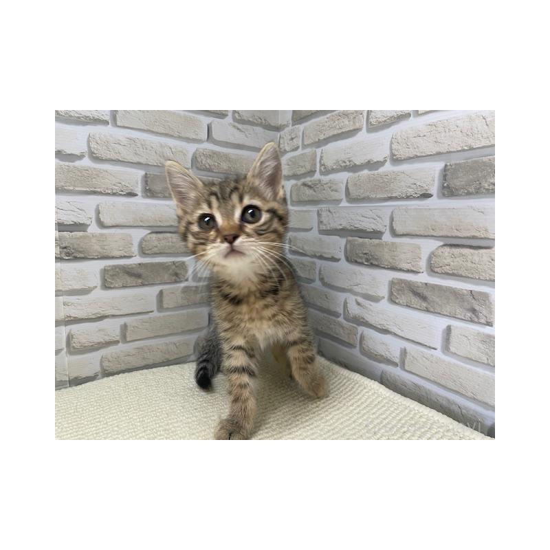 販売中の埼玉県のマンチカン-138706の4枚目