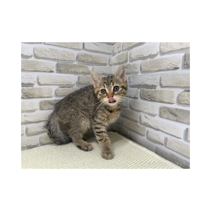 販売中の埼玉県のマンチカン-138706の3枚目