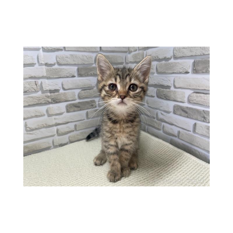 販売中の埼玉県のマンチカン-138706の2枚目