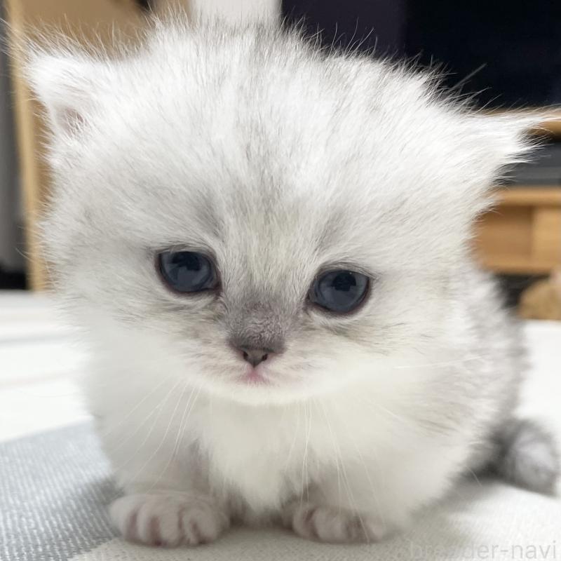 販売中の愛知県のミヌエット(短足)-138519