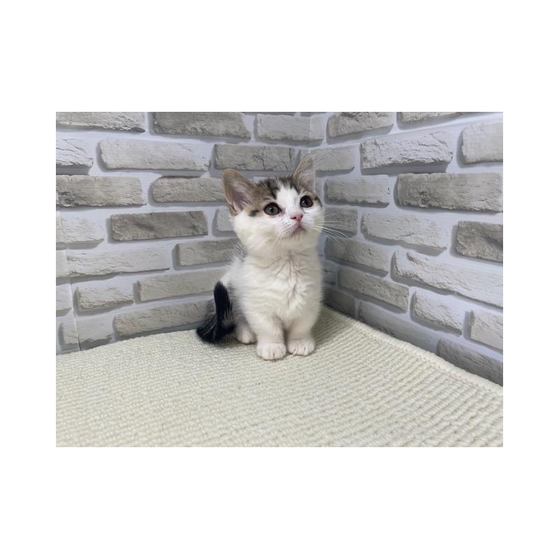 販売中の埼玉県のマンチカン(短足)-138707の4枚目