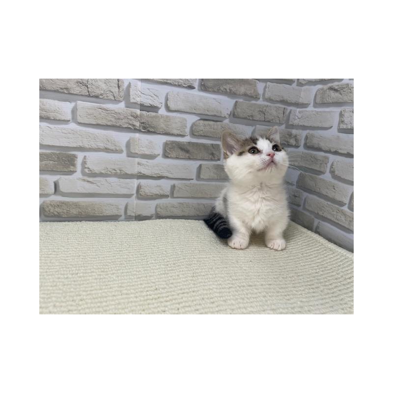 販売中の埼玉県のマンチカン(短足)-138707の3枚目