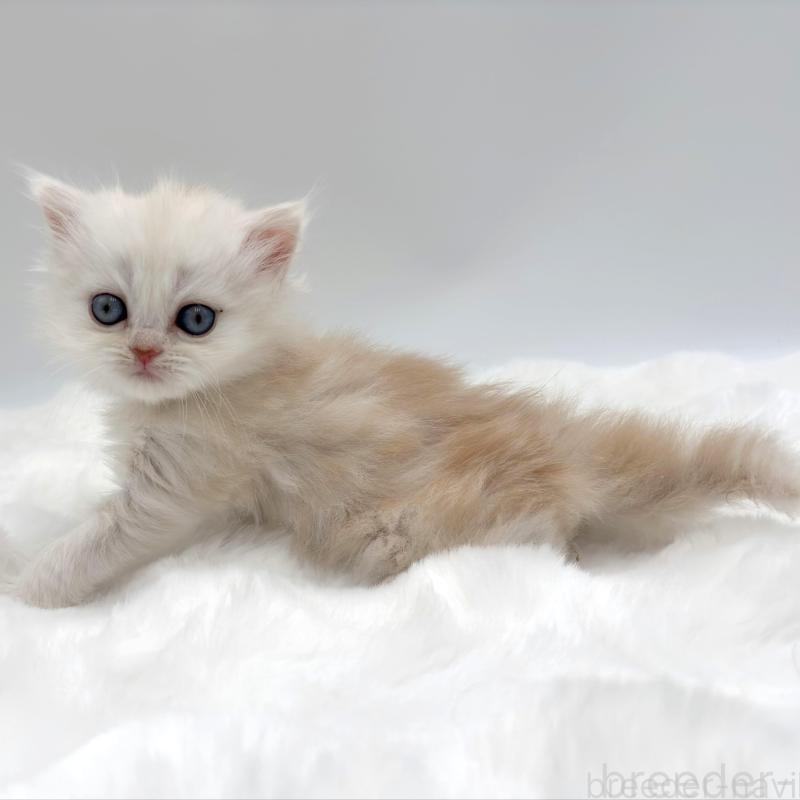 販売中の愛知県のミヌエット-138708の1枚目