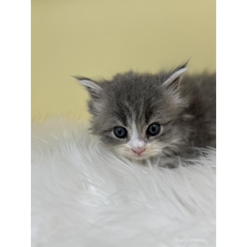 販売中の埼玉県のサイベリアン-138709の4枚目