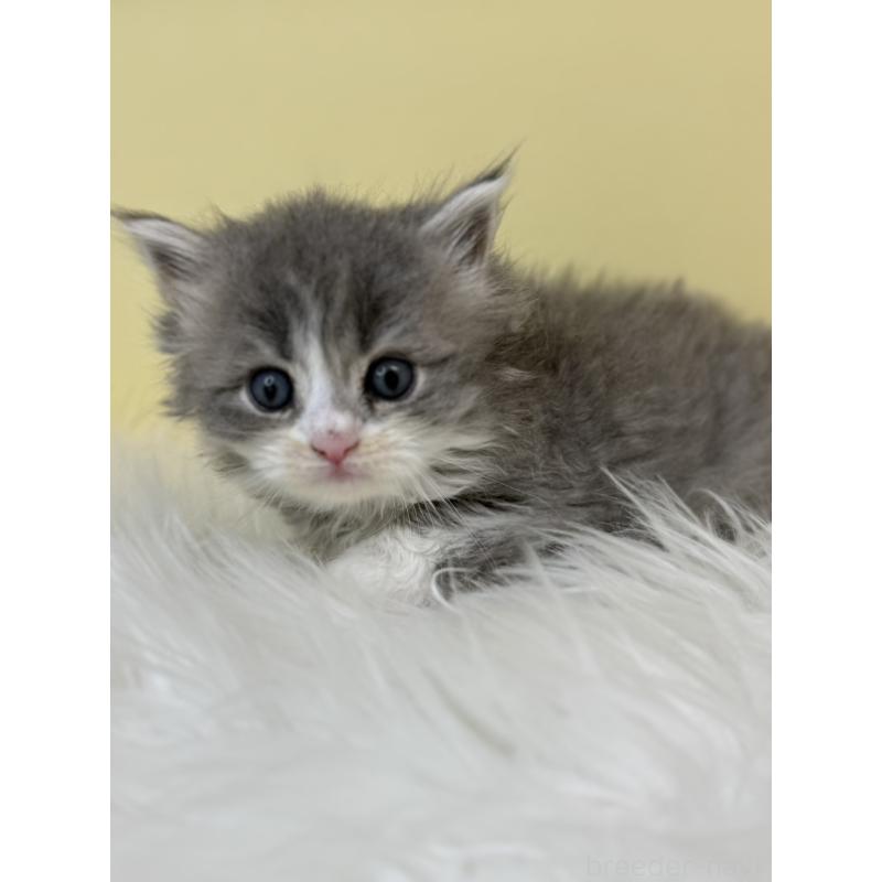 販売中の埼玉県のサイベリアン-138709の2枚目