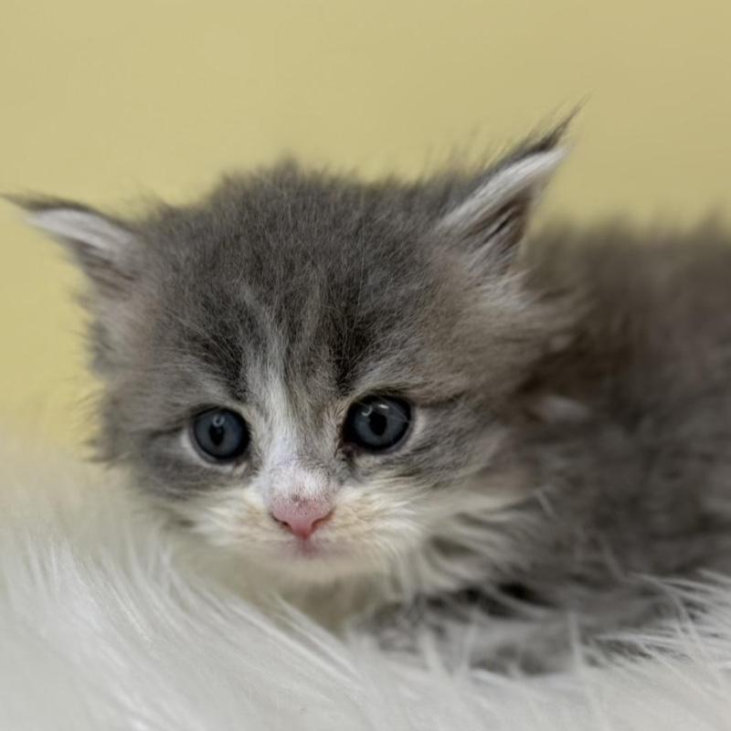 販売中の埼玉県のサイベリアン-138709の1枚目