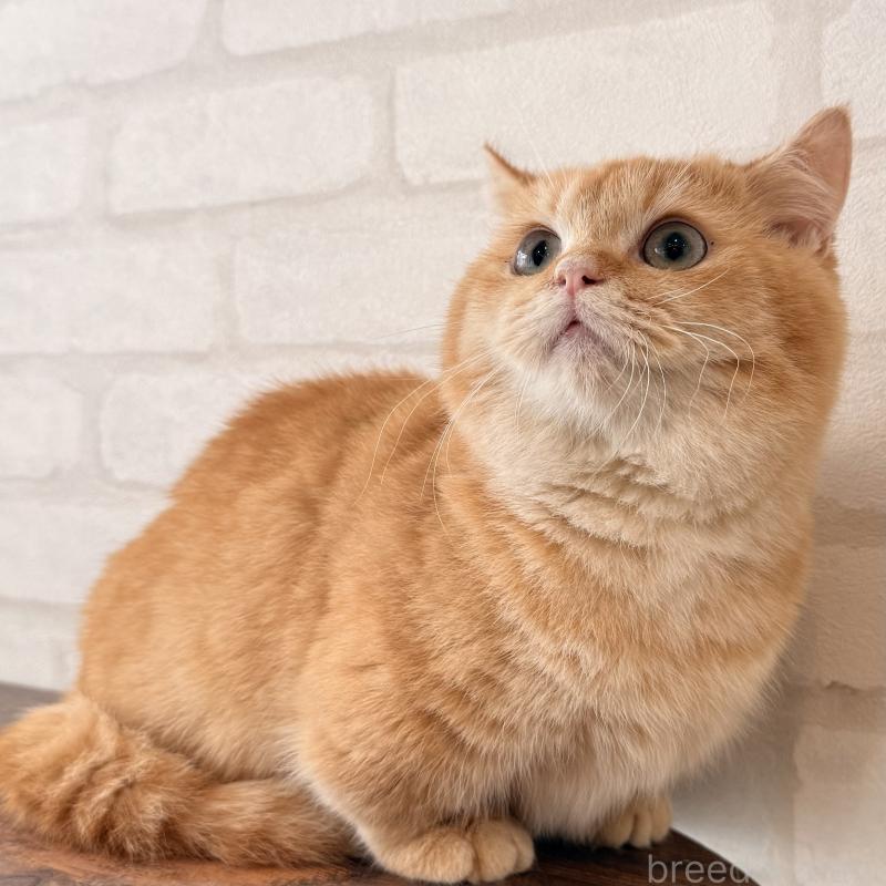 販売中の大阪府のマンチカン(短足)-138711の11枚目