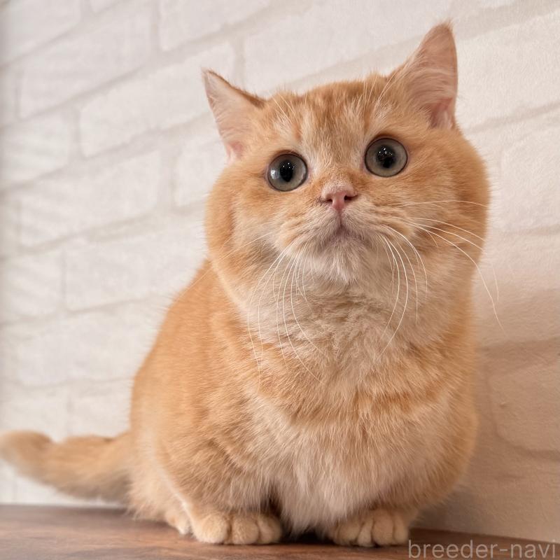 販売中の大阪府のマンチカン(短足)-138711の10枚目