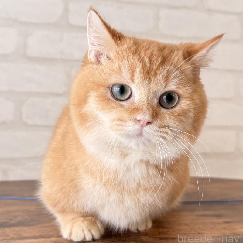 販売中の大阪府のマンチカン(短足)-138711の9枚目