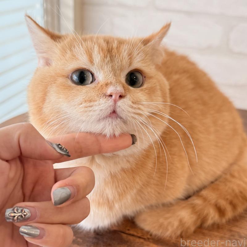 販売中の大阪府のマンチカン(短足)-138711の8枚目