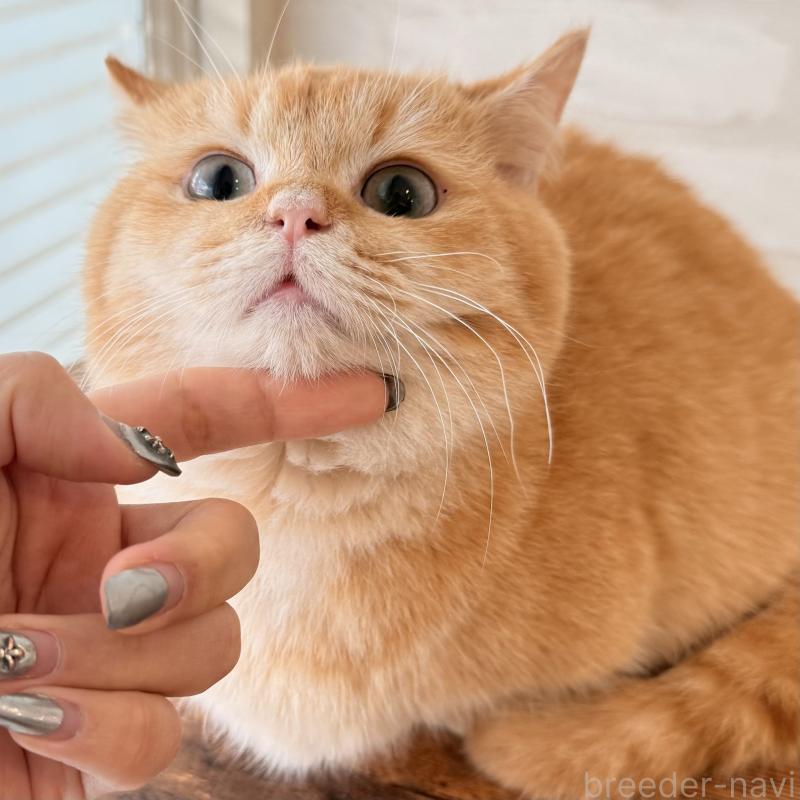 販売中の大阪府のマンチカン(短足)-138711の7枚目