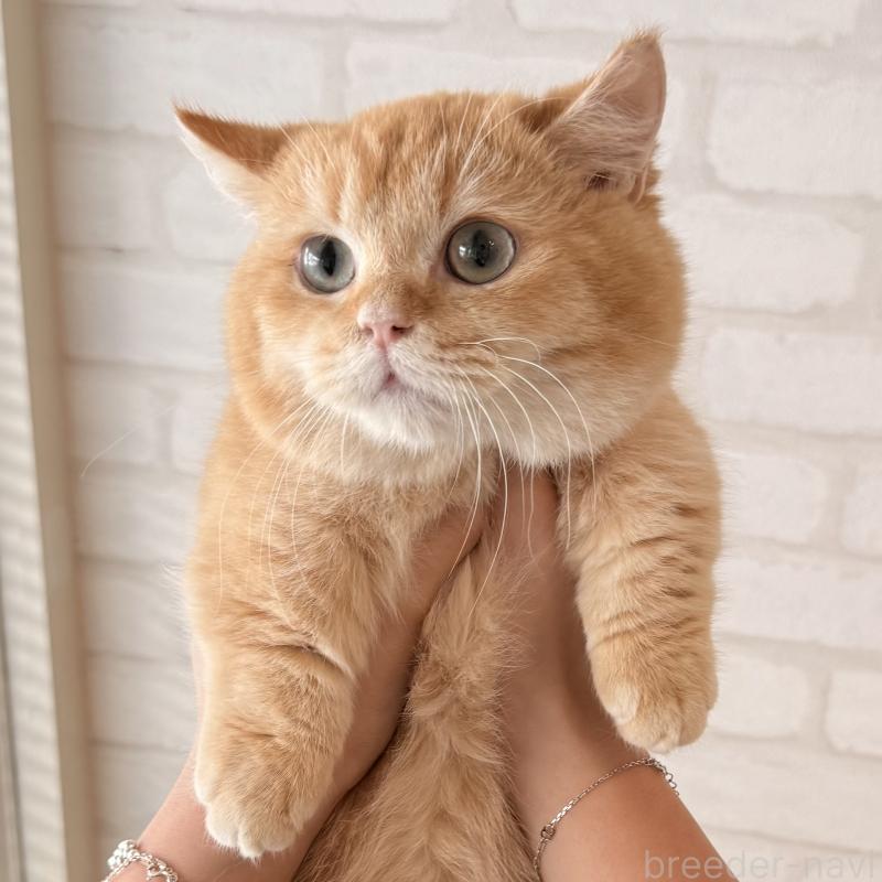 販売中の大阪府のマンチカン(短足)-138711の6枚目