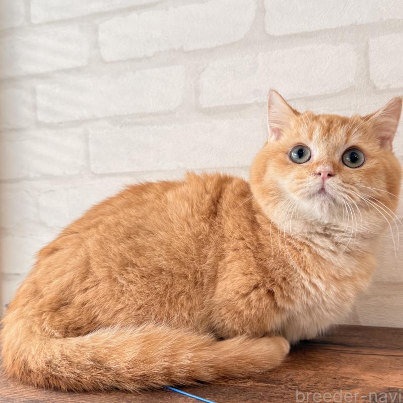 販売中の大阪府のマンチカン(短足)-138711の5枚目