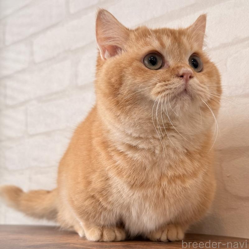 販売中の大阪府のマンチカン(短足)-138711の4枚目