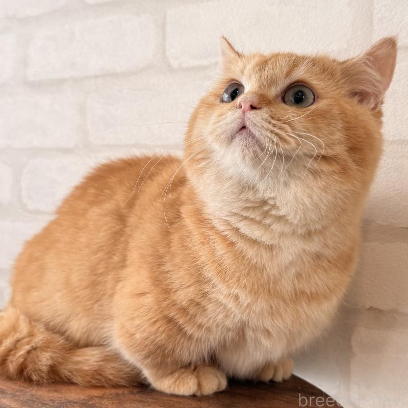 販売中の大阪府のマンチカン(短足)-138711の1枚目