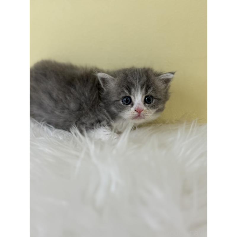 販売中の埼玉県のサイベリアン-138710の2枚目