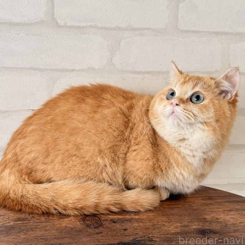 販売中の大阪府のマンチカン(短足)-138711の3枚目