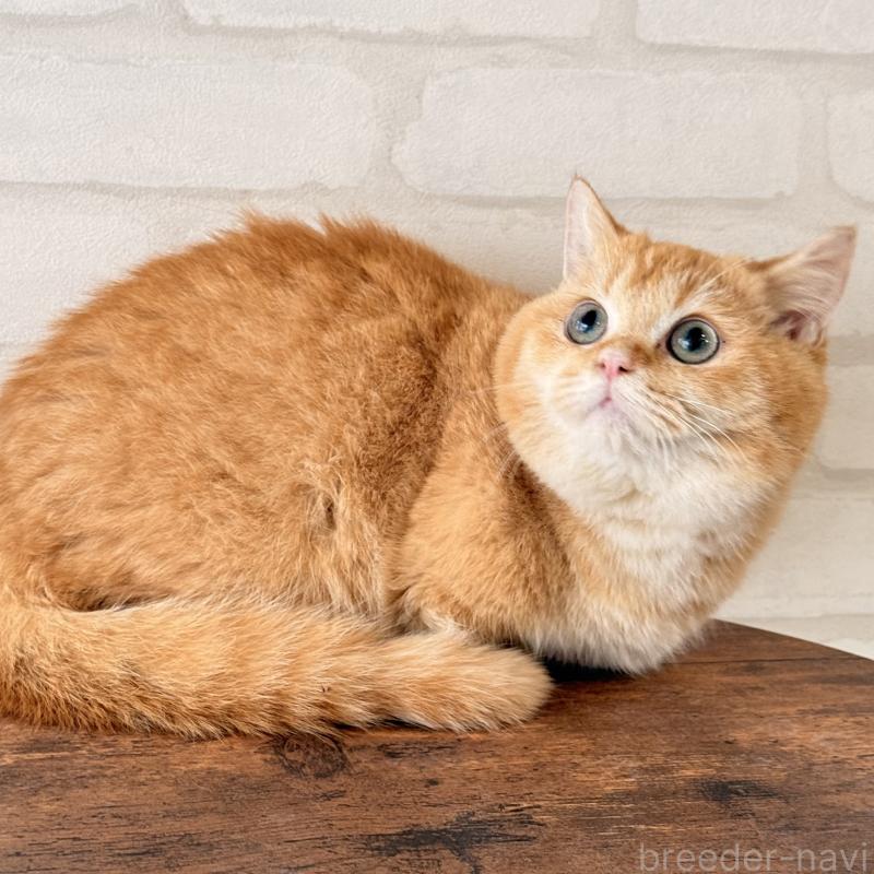 販売中の大阪府のマンチカン(短足)-138711の2枚目