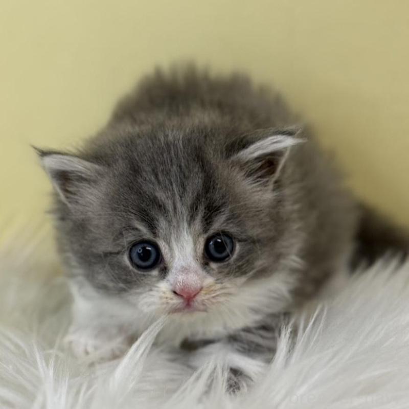 販売中の埼玉県のサイベリアン-138710