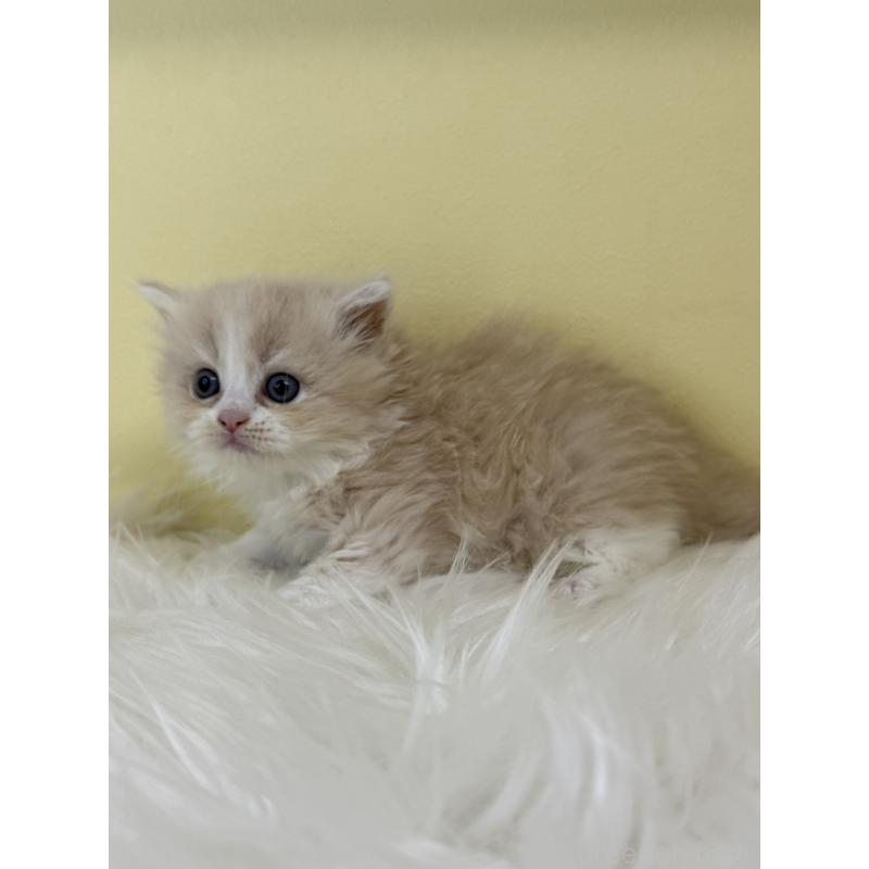 販売中の埼玉県のサイベリアン-138712の3枚目