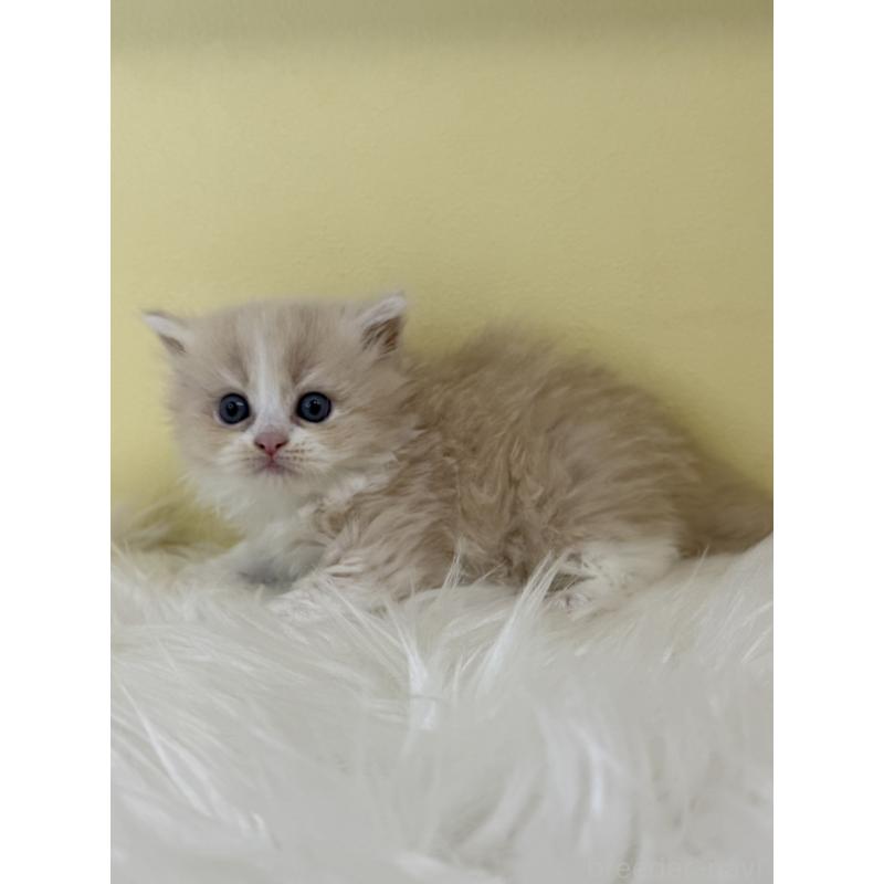 販売中の埼玉県のサイベリアン-138712の2枚目