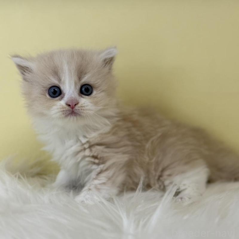 販売中の埼玉県のサイベリアン-138712の1枚目