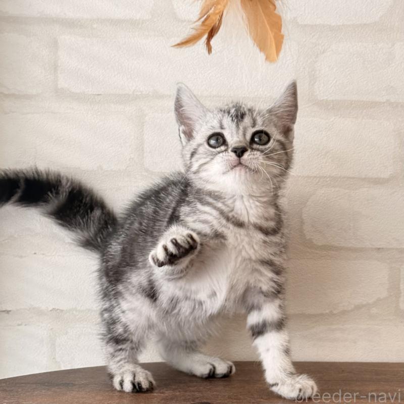 販売中の大阪府のアメリカンショートヘア-138713の12枚目