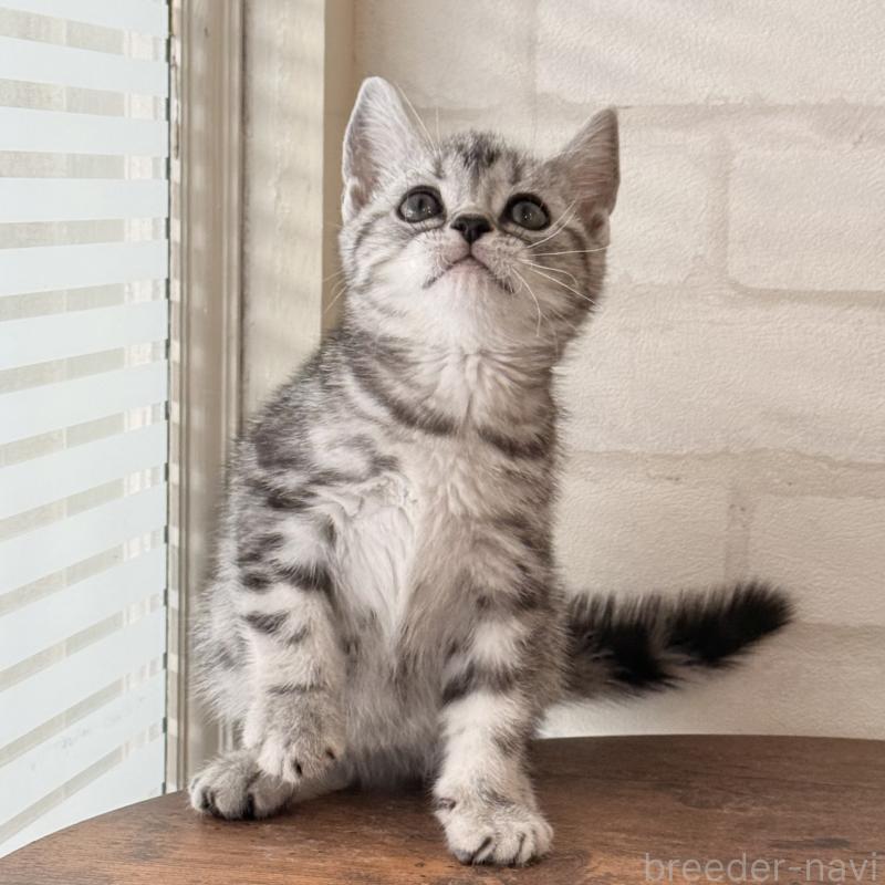 販売中の大阪府のアメリカンショートヘア-138713