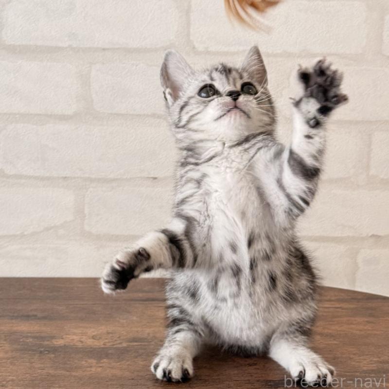 販売中の大阪府のアメリカンショートヘア-138713の11枚目