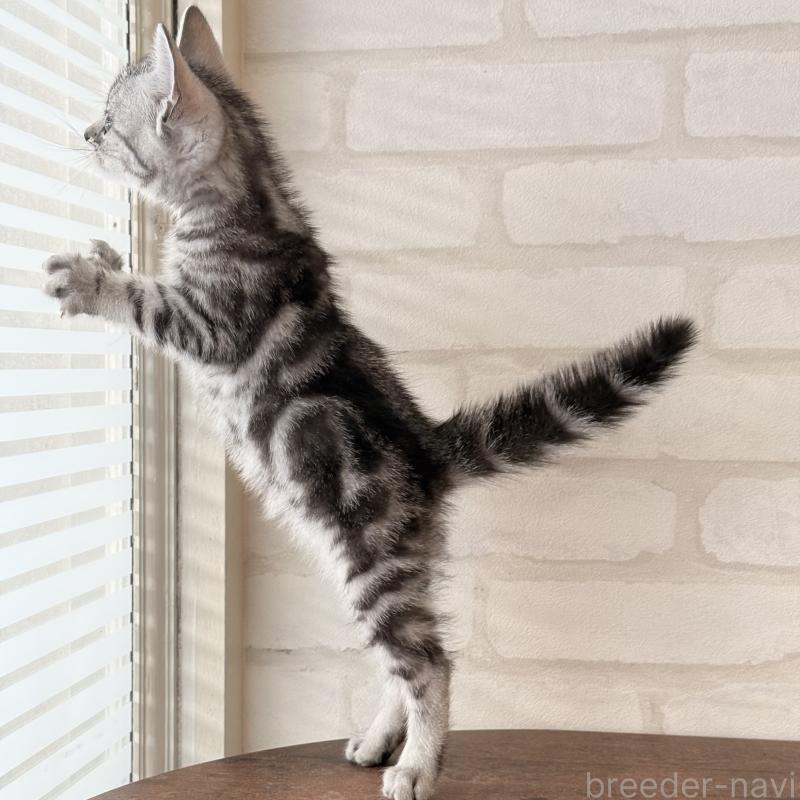 販売中の大阪府のアメリカンショートヘア-138713の10枚目