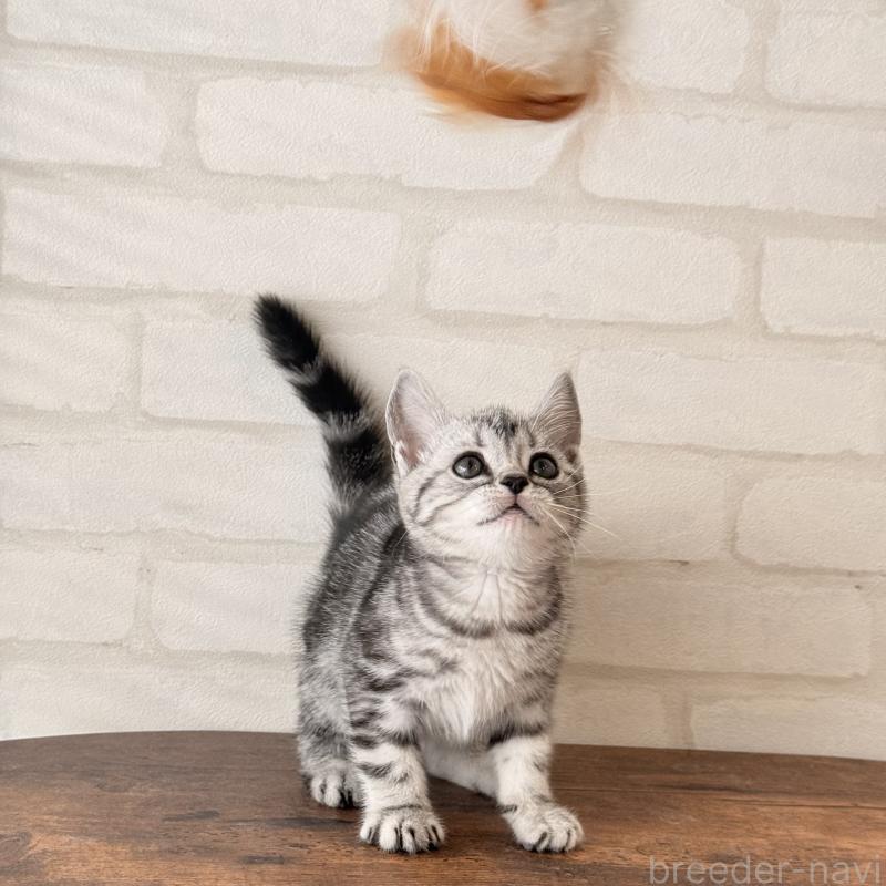 販売中の大阪府のアメリカンショートヘア-138713の9枚目