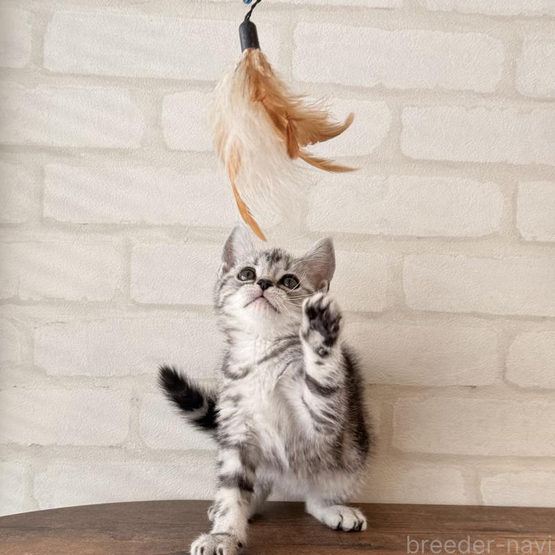 販売中の大阪府のアメリカンショートヘア-138713の8枚目