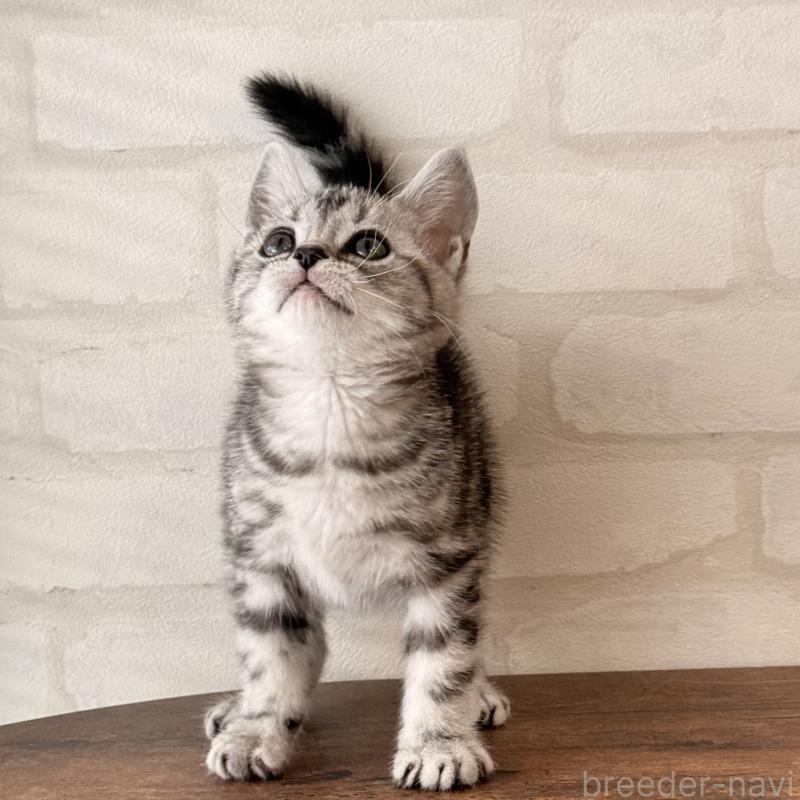 販売中の大阪府のアメリカンショートヘア-138713の6枚目