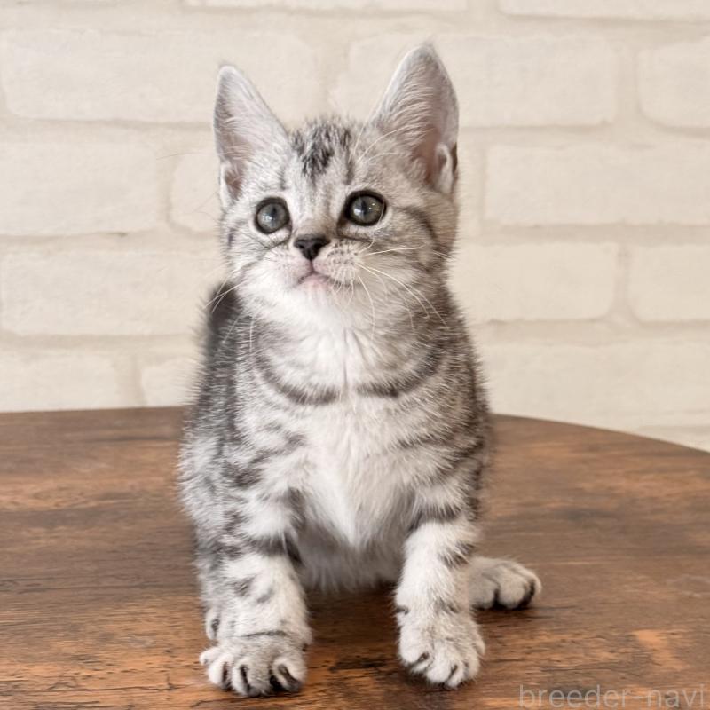 販売中の大阪府のアメリカンショートヘア-138713の5枚目