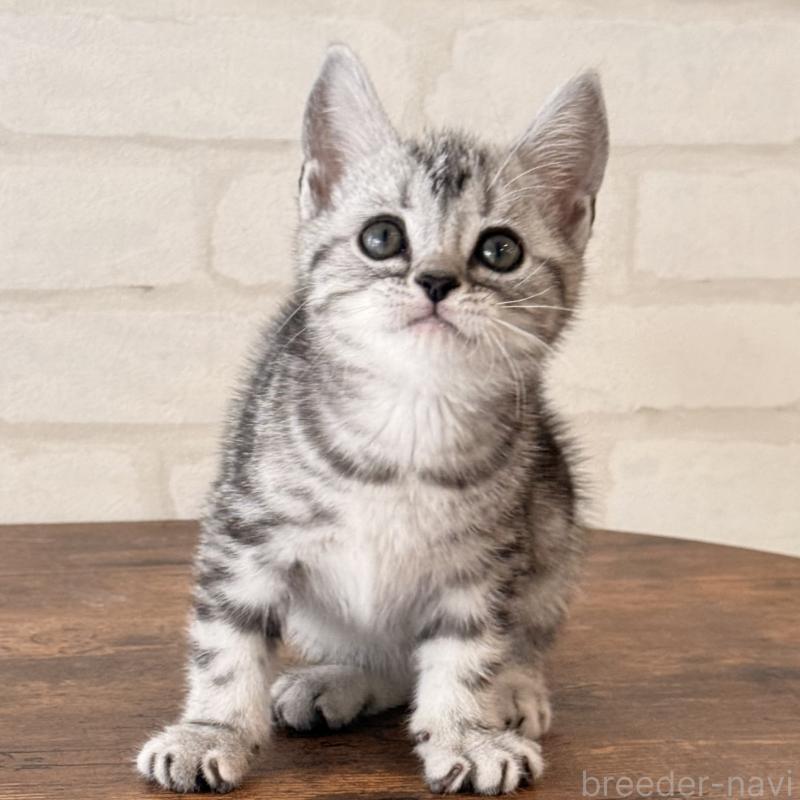 販売中の大阪府のアメリカンショートヘア-138713の4枚目