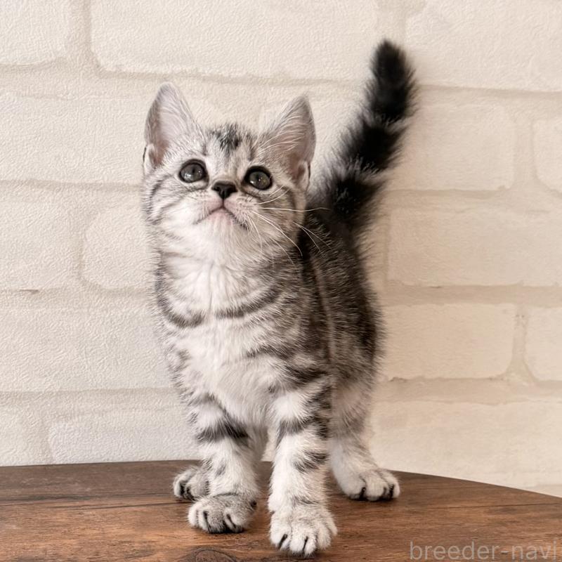 販売中の大阪府のアメリカンショートヘア-138713の2枚目