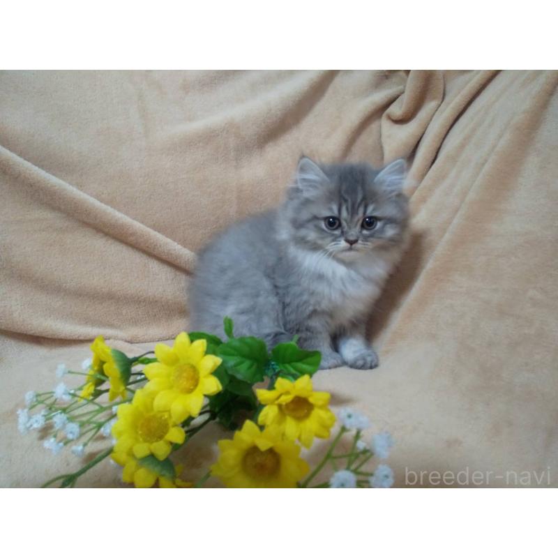 販売中の岐阜県のペルシャ-138718の3枚目