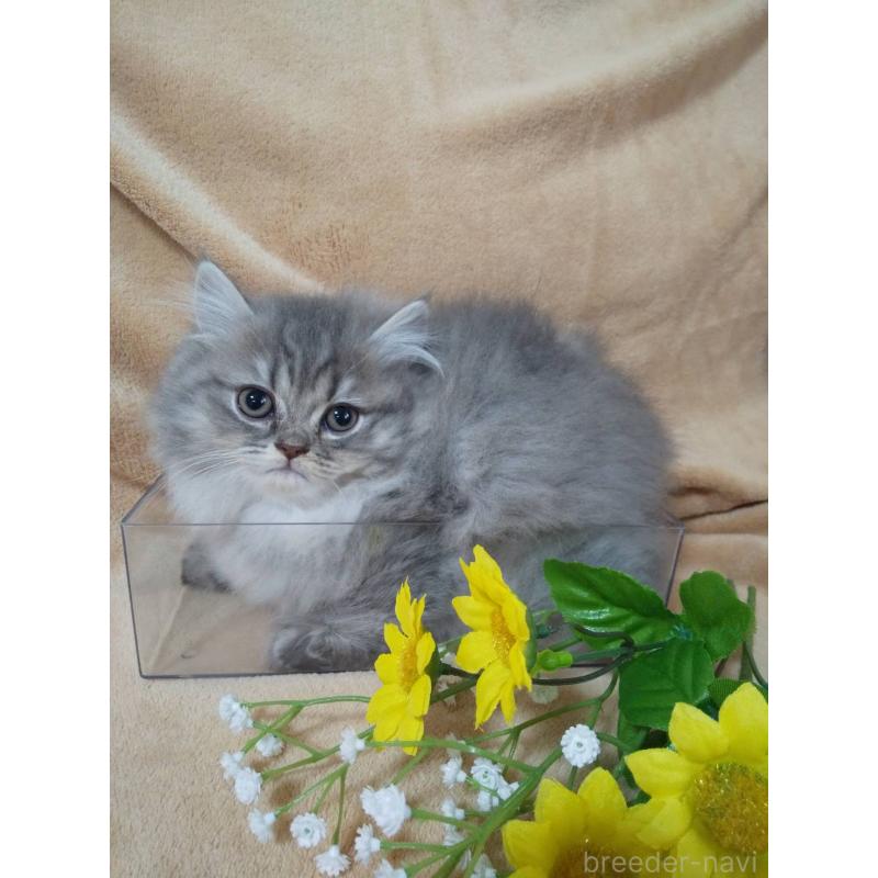 販売中の岐阜県のペルシャ-138718の2枚目