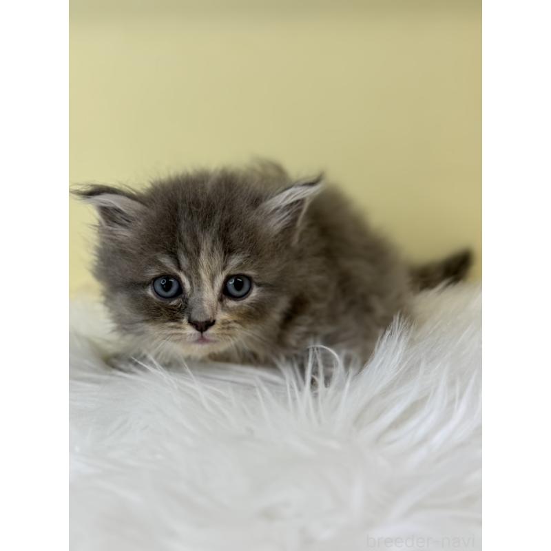 販売中の埼玉県のサイベリアン-138714の4枚目