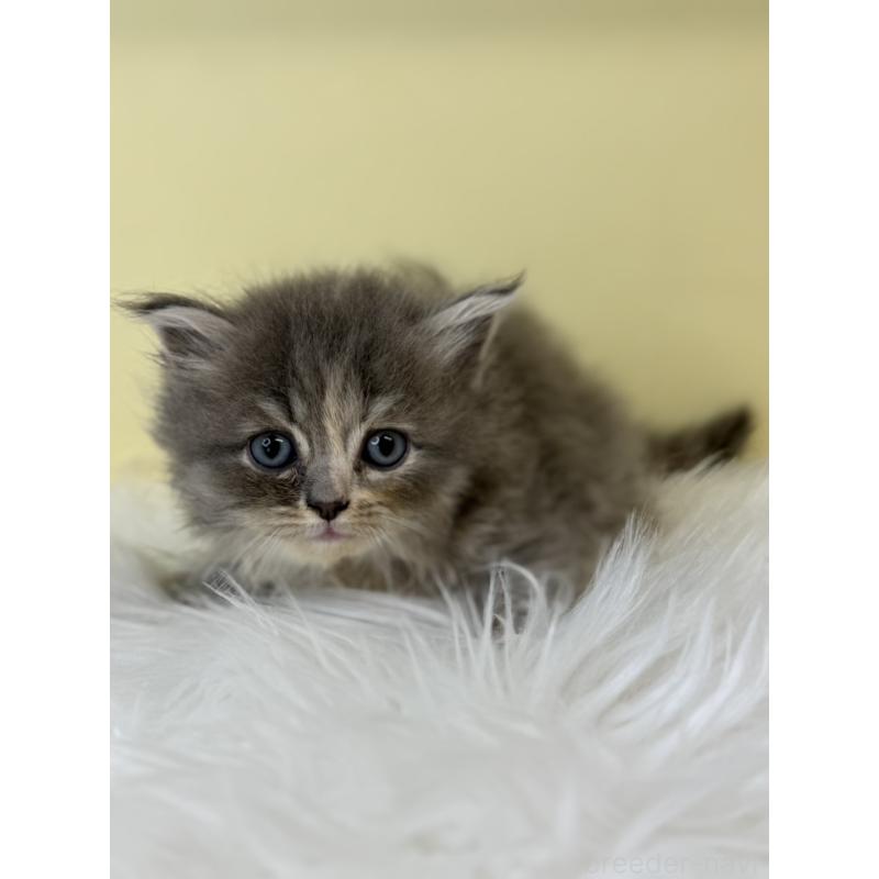 販売中の埼玉県のサイベリアン-138714の3枚目