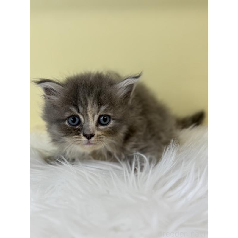 販売中の埼玉県のサイベリアン-138714の2枚目