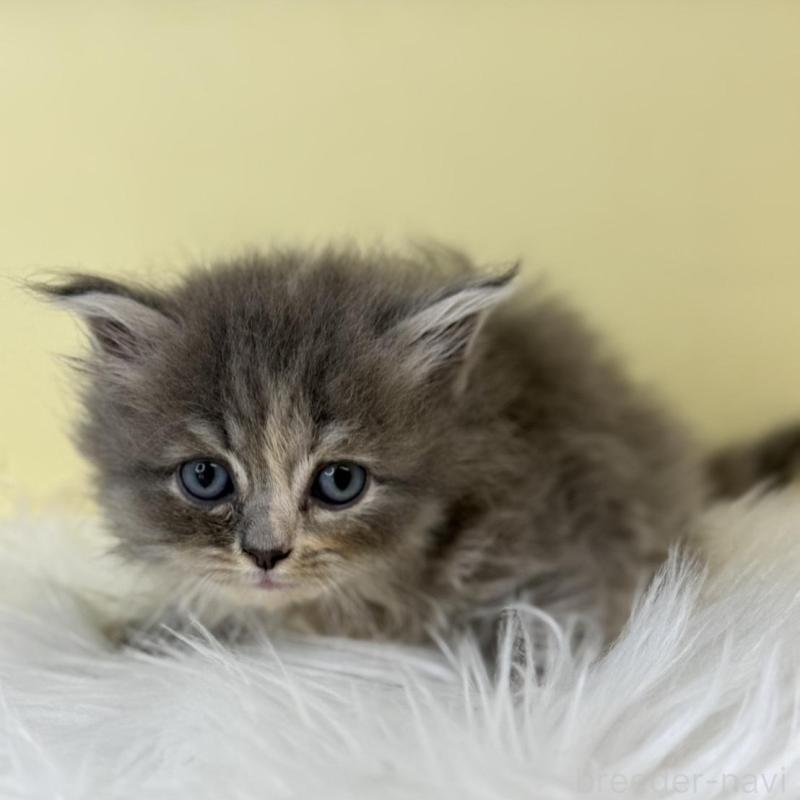 販売中の埼玉県のサイベリアン-138714