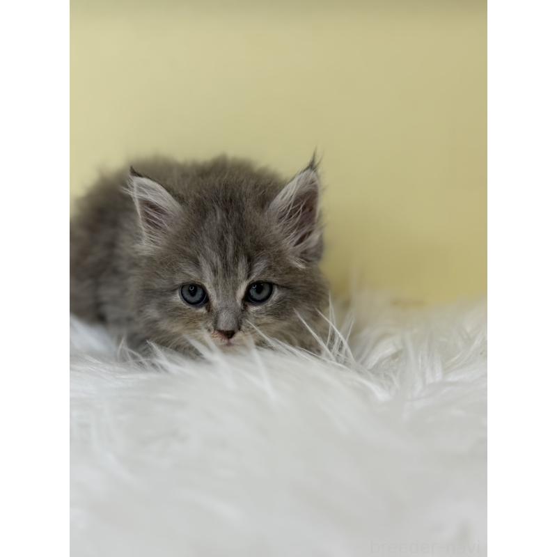 販売中の埼玉県のサイベリアン-138715の4枚目