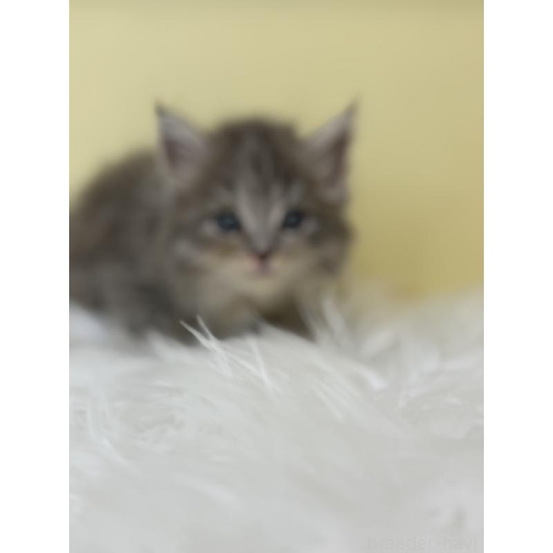 販売中の埼玉県のサイベリアン-138715の2枚目