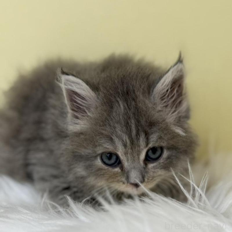 販売中の埼玉県のサイベリアン-138715の1枚目