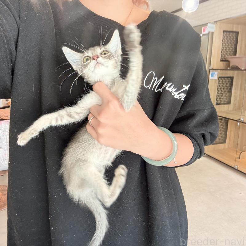 販売中の大阪府のアビシニアン-138716の5枚目